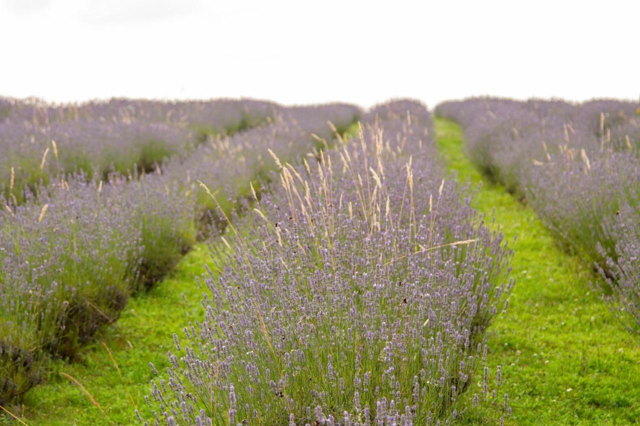 Lavanda Farm Apartmani 라코비카 외부 사진